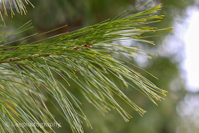 HEALTH BENEFITS OF PINE NEEDLE TEA